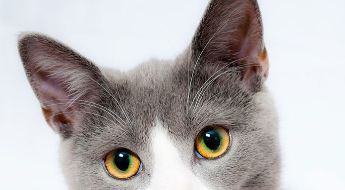 And the meows have it