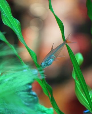 Aquarium Care Guide- New Tanks