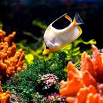 Aquarium-Care-Tips-for-Saltwater-Fish-1