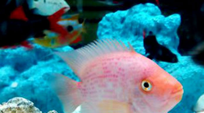 Aquarium Care Tips for Saltwater Fish