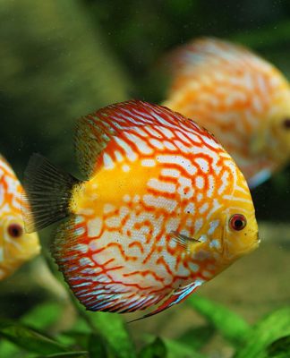 Aquarium Care for Freshwater Fish