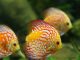 Aquarium Care for Freshwater Fish