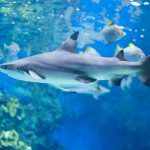 Aquarium-Care-for-Sand-Sharks-696×602