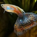Aquarium-Care-for-the-Freshwater-Guppy-696×602