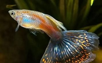 Aquarium Care for the Freshwater Guppy