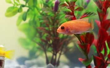 Aquarium Fish Care- All About Start Up