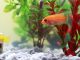 Aquarium Fish Care- All About Start Up