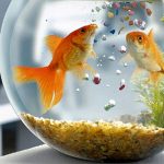 Aquarium-Fish-Food
