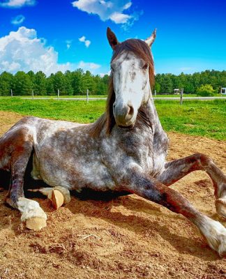 Arthritis and the Older Horse – Remedies