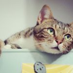 Asthma-In-cats-696×602