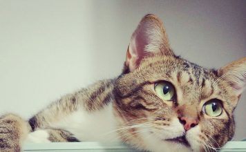 Asthma In cats