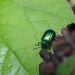 Attacking-Insects-with-Natural-Insecticides-1