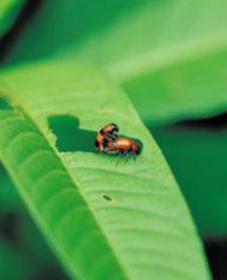 Attacking Insects with Natural Insecticides