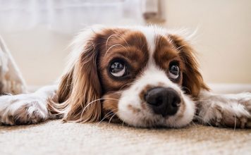 Avoid Table Scraps in Your Dog’s Diet