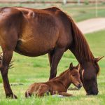 Baby-Horsies-Caring-for-Fouls-696×602