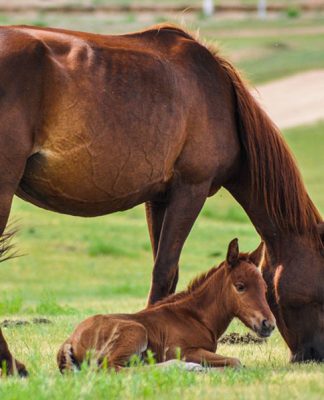 Baby Horsies: Caring for Fouls