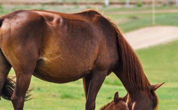 Baby Horsies: Caring for Fouls