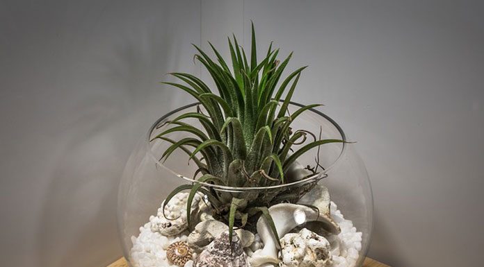 Basic Aquarium Plant Care