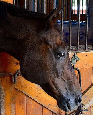 Basic Horse Nutrition