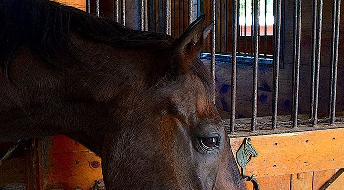 Basic Horse Nutrition