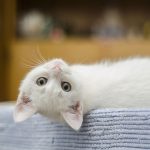 Basic-Nutrition-For-Cats-696×602