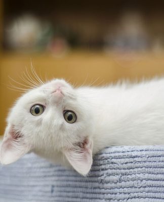 Basic Nutrition For Cats