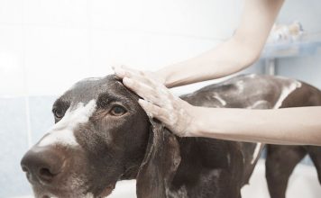 Bathing a dog