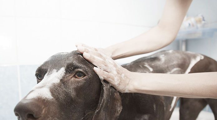 Bathing a dog