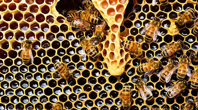 Beekeeping Equipment