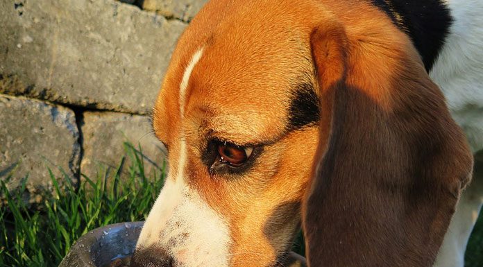 Benefits of Fiber in Your Dog’s Diet