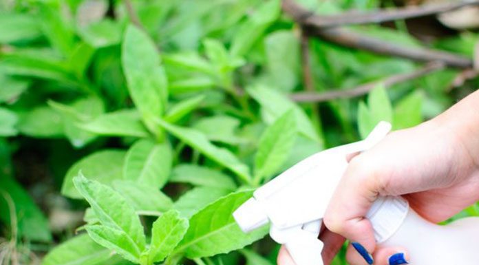 Benefits of Natural Insecticides