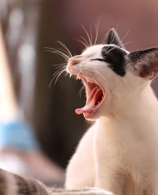 Biting the Hand That Pets You