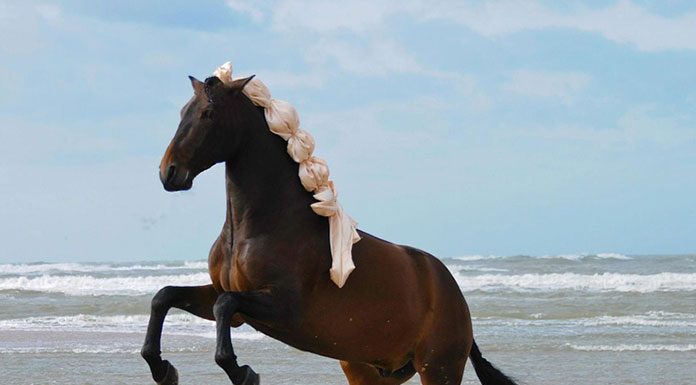 Bones and Muscles: Horse Anatomy