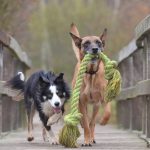 Boredom-and-variety-696×602