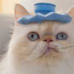 CR-Health-Hero-Can-My-Cat-Catch-Cold-10-16