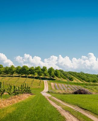 California’s Almond Orchards