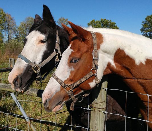 Care For Your Older Equine – Part One