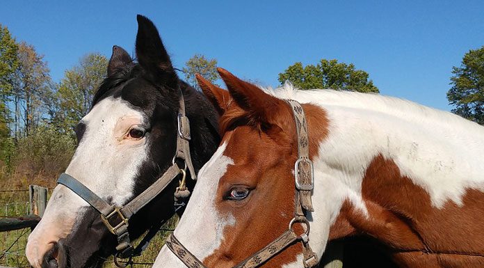 Care For Your Older Equine – Part One