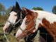 Care For Your Older Equine – Part One