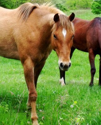 Care For Your Older Equine – Part Two