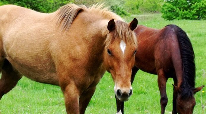 Care For Your Older Equine – Part Two