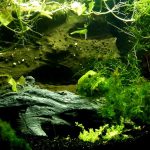 Care-of-Live-Aquarium-Plants-696×602