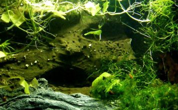 Care of Live Aquarium Plants