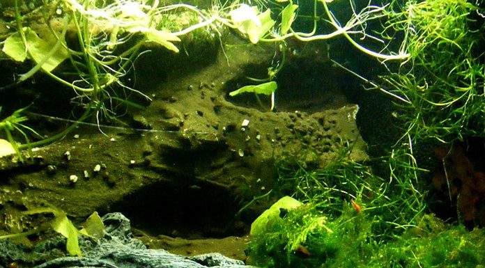 Care of Live Aquarium Plants