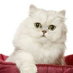 Caring-For-Persian-Cats-696×602
