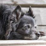 Caring-For-Your-Older-Dog-696×602