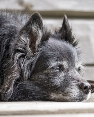 Caring For Your Older Dog