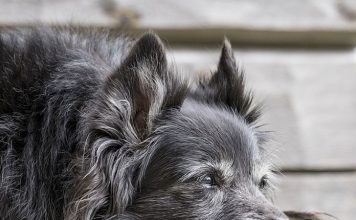 Caring For Your Older Dog