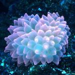 Caring-for-Bubble-Coral-in-an-Aquarium-1