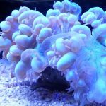 Caring-for-Bubble-Coral-in-an-Aquarium-696×602